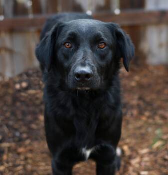 Black Labrador Retriever and Retriever Dogs Available for Adoption in Skyline, Minnesota - Parri | PetCurious