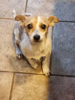 Dobby -  Chihuahua Dog for Adoption in Matthews, North Carolina - Dobby | PetCurious