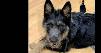 Australian Cattle Dog Blue Heeler and Schnauzer Dogs Available for Adoption - Quinn | PetCurious