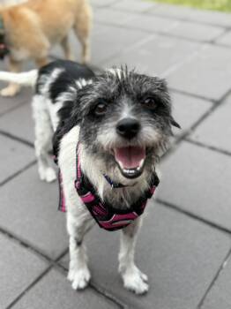 Border Terrier Dogs Available for Adoption in Weare, New Hampshire - Charlotte | PetCurious