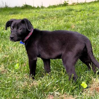 Tallahassee -  Labrador Retriever and Border Collie Dog for Adoption in Michigan City, Indiana - Tallahassee | PetCurious