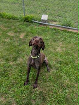 Mason -  German Shorthaired Pointer Dog for Adoption in Chambersburg, Pennsylvania - Mason | PetCurious