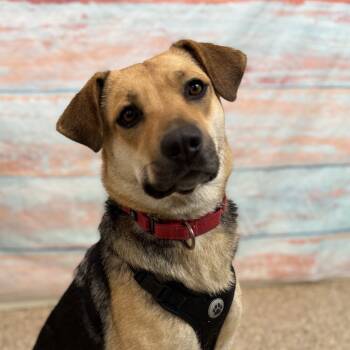 Rescue Mixed Breed Dogs for Adoption in Cheyenne, Wyoming - Cleo | PetCurious