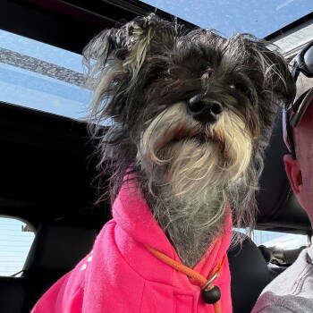 Rescue Schnauzer Dogs for Adoption in Dallas, Texas - Maple | PetCurious