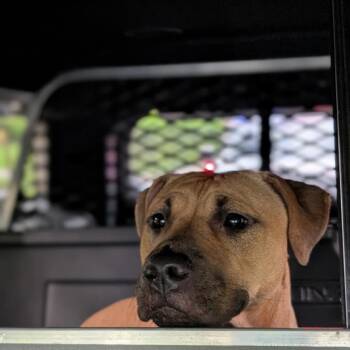 Pit Bull Terrier and Mixed Breed Dogs Available for Adoption in Newark, New Jersey - Snickers | PetCurious