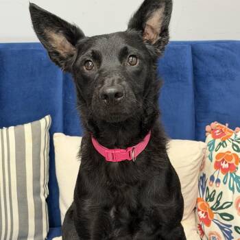 Pixel -  German Shepherd Dog and Black Labrador Retriever Dog for Adoption in Owensboro, Kentucky - Pixel | PetCurious