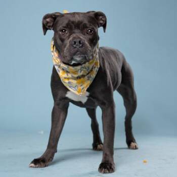 Mixed Breed Dogs Available for Adoption in Atlanta, Georgia - Nexy | PetCurious