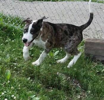 Mountain Cur Dogs Available for Adoption in Clay City, Kentucky - Luigi | PetCurious