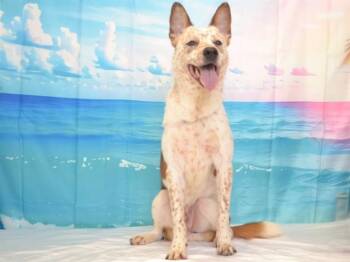 SQUIRTLE -  Australian Cattle Dog Blue Heeler and Mixed Breed Dog for Adoption in Oroville, California - SQUIRTLE | PetCurious
