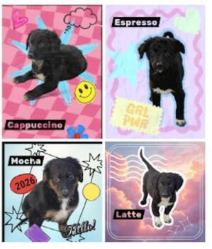 Border Collie Dogs Available for Adoption - Expresso, Mocha, Latte, Cappuccino | PetCurious