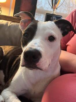 Pit Bull Terrier Dogs Available for Adoption - Pearl | PetCurious