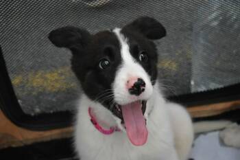 Great Pyrenees and Australian Shepherd Dogs Available for Adoption - Peach | PetCurious