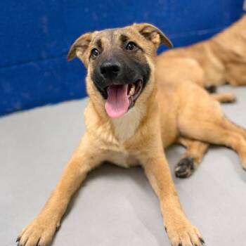 Shepherd and Belgian Shepherd Malinois Dogs Available for Adoption - Tatertott | PetCurious