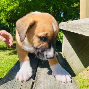 Eros -  Beagle Dog for Adoption in Rockville, Maryland - Eros | PetCurious