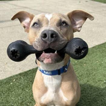 Sailor -  Mixed Breed Dog for Adoption in Indianapolis, Indiana - Sailor | PetCurious