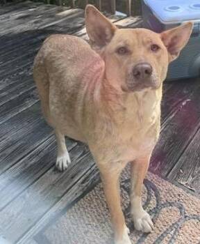 Carolina Dog Dogs Available for Adoption in Tiger, Georgia - Buttercup | PetCurious