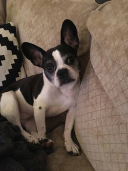 Rescue French Bulldog Dogs for Adoption in Ocean Township, New Jersey - Tux- Loving Senior! | PetCurious