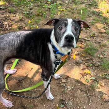 Riley -  Border Collie Dog for Adoption in Phoenixville, Pennsylvania - Riley | PetCurious