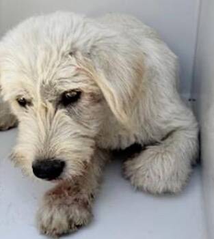 Poodle and Mixed Breed Dogs Available for Adoption in Houston, Texas - DE