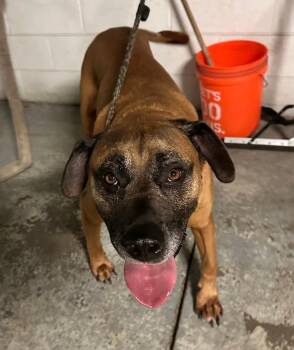 Rex -  Mixed Breed Dog for Adoption in Warren, Michigan - Rex | PetCurious