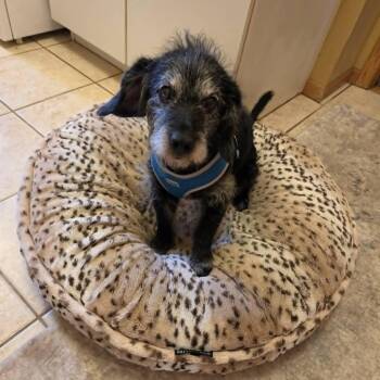 Garrick -  Poodle and Beagle Dog for Adoption in Homer Glen, Illinois - Garrick | PetCurious