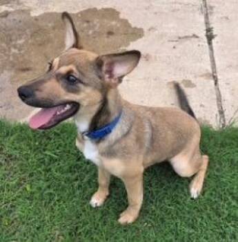 Rikka -  Jack Russell Terrier and Shepherd Dog for Adoption in Thompson Falls, Montana - Rikka | PetCurious