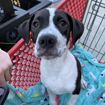 Rescue Pit Bull Terrier Dogs for Adoption in Clayton, California - Ozzy | PetCurious