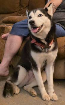 Rescue Siberian Husky Dogs for Adoption in Baker, Louisiana - Nessa | PetCurious
