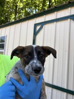 Mixed Breed Dogs Available for Adoption in Lawrenceburg, Tennessee - Seven Litter Pup 2 | PetCurious