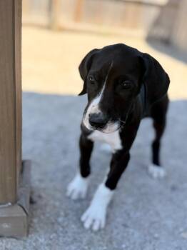 Labrador Retriever Dogs Available for Adoption in Muskegon, Michigan - Cruz | PetCurious