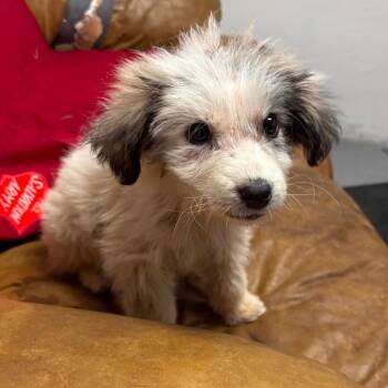 Addie -  Maltese and Mixed Breed Dog for Adoption in Hackett, Arkansas - Addie | PetCurious