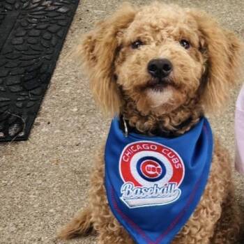 Sophie -  Mixed Breed Dog for Adoption in Bristol, Indiana - Sophie | PetCurious