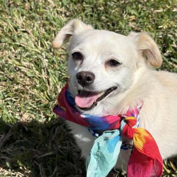 Chihuahua Dogs Available for Adoption - MISTY - WHAT A DOLL! | PetCurious