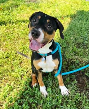 7-Eleven -  Mixed Breed Dog for Adoption in Effingham, Illinois - 7-Eleven | PetCurious