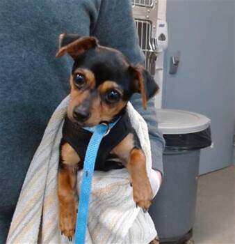 Miniature Pinscher and Chihuahua Dogs Available for Adoption - MINNIE | PetCurious