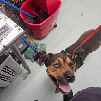 Mixed Breed Dogs Available for Adoption in Philadelphia, Pennsylvania - Veldora | PetCurious