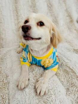 Cocker Spaniel Dogs Available for Adoption - Thumper | PetCurious