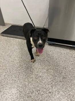 Pit Bull Terrier and Mixed Breed Dogs Available for Adoption in Gastonia, North Carolina - Pingu | PetCurious