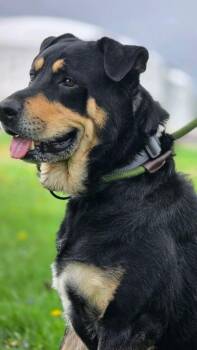 Rottweiler Dogs Available for Adoption in Huntington, Indiana - Biscuit | PetCurious