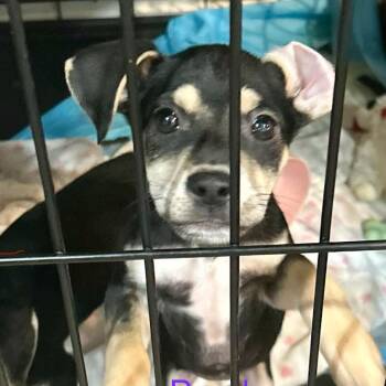 Boba -  Miniature Pinscher and English Bulldog Dog for Adoption in Valdosta, Georgia - Boba | PetCurious