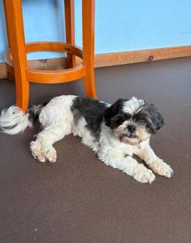 Oreo -  Shih Tzu Dog for Adoption in Port Jervis, New York - Oreo | PetCurious