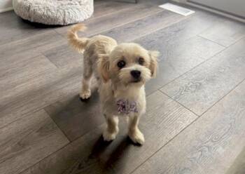 Cashmere - Foster or Foster to Adopt Needed -  Shih Tzu and Japanese Chin Dog for Adoption in Huntingtown, Maryland - Cashmere - Foster Or Foster To Adopt Needed | PetCurious
