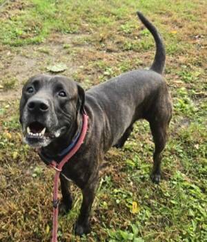 Rescue Mixed Breed Dogs for Adoption in Philadelphia, Pennsylvania - Ross | PetCurious