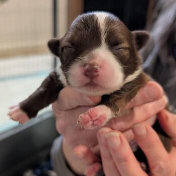 Mixed Breed Dogs Available for Adoption - Breezy Pup - Bunny | PetCurious