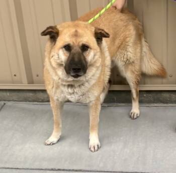 Rescue Chow Chow Dogs for Adoption in Salinas, California - Chilindrina | PetCurious