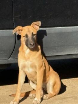 Rescue Shepherd and Mixed Breed Dogs for Adoption in Fresno, California - Jolly | PetCurious