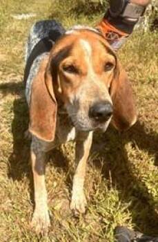 Rescue Bluetick Coonhound Dogs for Adoption in Cowen, West Virginia - DAX | PetCurious