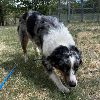 Kayla -  Mixed Breed Dog for Adoption in Pauls Valley, Oklahoma - Kayla | PetCurious