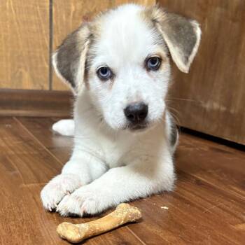 Relish -  Mixed Breed Dog for Adoption in Buffalo, Minnesota - Relish | PetCurious