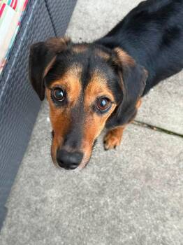 SALLY 425 -  Beagle Dog for Adoption in New Berlin, Wisconsin - SALLY 425 | PetCurious